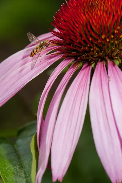 Pink Echinacea flower — Stock Photo, Image