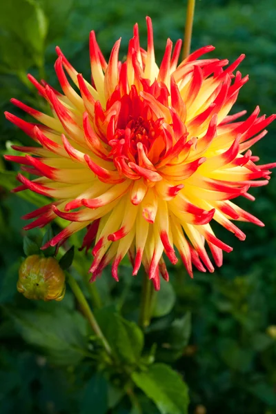 Květina červená žlutá dahlia — Stock fotografie