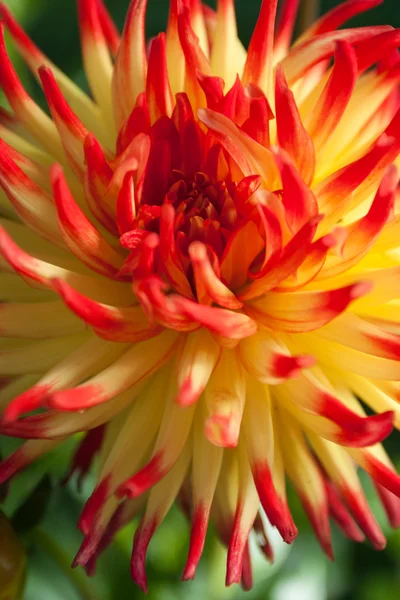 Flor de dália amarela vermelha — Fotografia de Stock