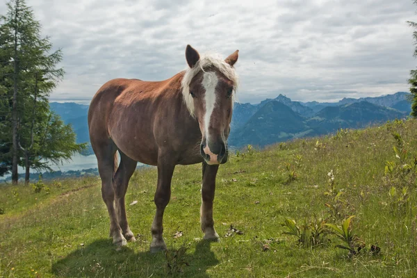 Retrato de cavalo em Zwolferhorn — Fotografia de Stock