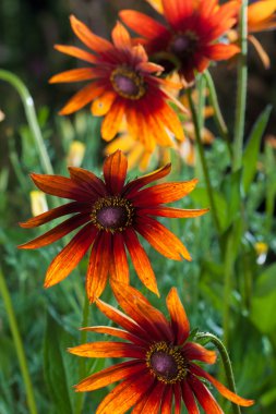 Kırmızı Sarı rudbeckia çiçek