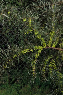 Branch of raw Sea-buckthorn clipart