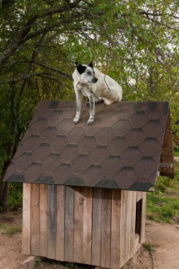 köpek te çatıda oturan