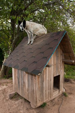 köpek te çatıda oturan