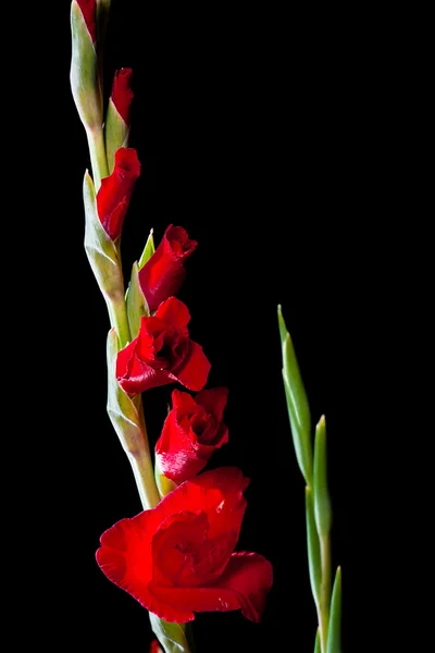 Mieczyk kwiat — Zdjęcie stockowe