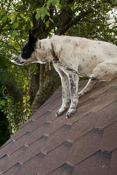 Hunden sitter på te tak — Stockfoto