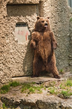 Bear portrait in Salzburg zoo clipart