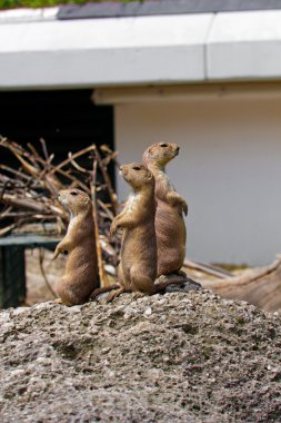 Prairie dog (Cynomis ludovicianus) portrait in Salzburg zoo clipart