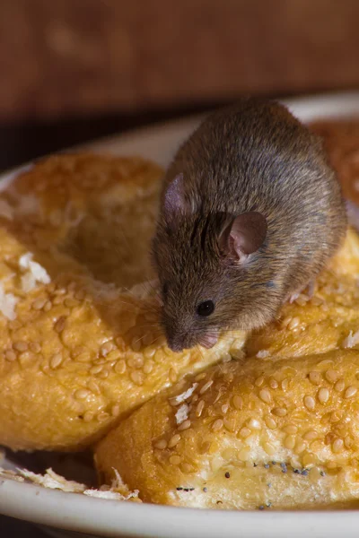 Mouse in the kitchen — Stock Photo, Image