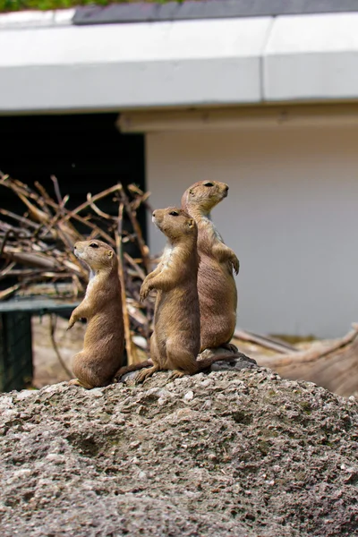 Präriehundar (Cynomis ludovicianus) stående i Salzburg zoo — Stockfoto