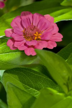 pembe zinnia çiçeği