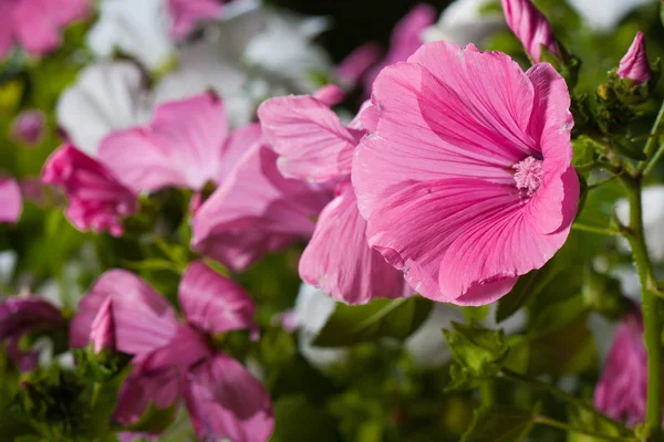 ピンクのハナアオイ属の花 — ストック写真