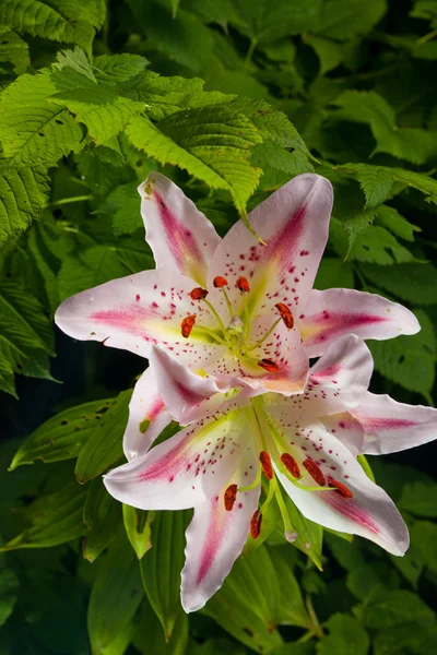 Lily Květina v přírodě — Stock fotografie