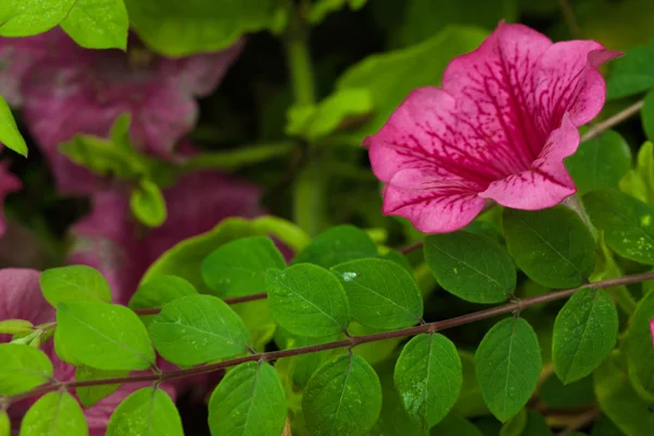 Pink Lavatera flower — Stock Photo, Image