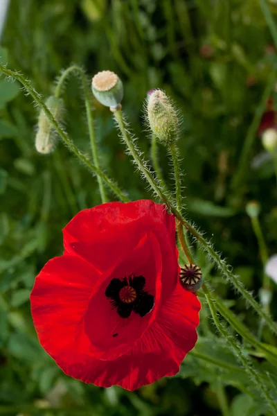 Bunga Merah Poppy — Stok Foto
