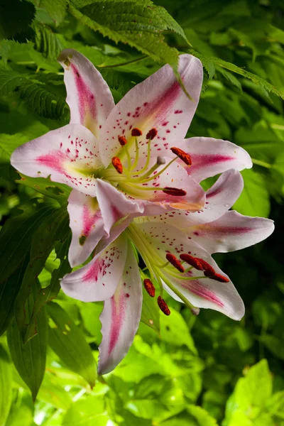 Lily Květina v přírodě — Stock fotografie