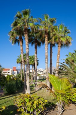 Playa de las Americas'da. Tenerife