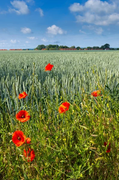 stock image Red poppy. Germany