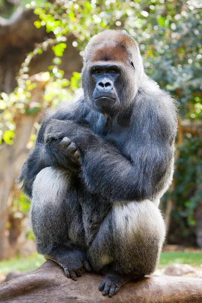 stock image Gorilla