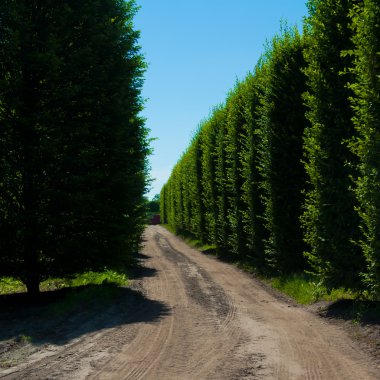 Alley of hornbeam along dirt road clipart