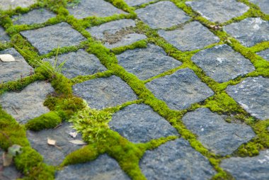 Moss on paving clipart
