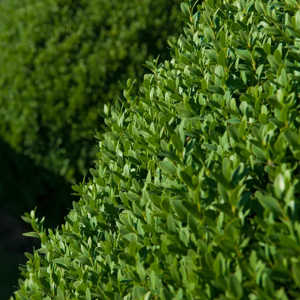 Topiary Buxus — Stockfoto