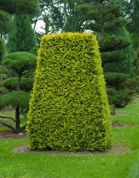 Topiary Yew Stok Foto