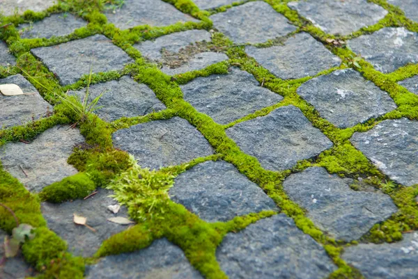 Moss em pavimentação Imagens Royalty-Free
