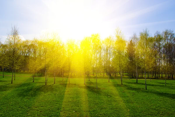 Paisagem de primavera com árvores ao pôr do sol — Fotografia de Stock