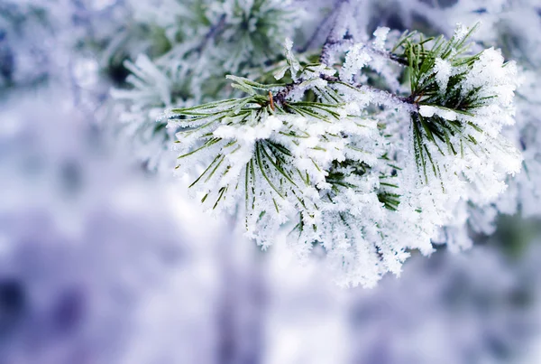 冬の背景 — ストック写真