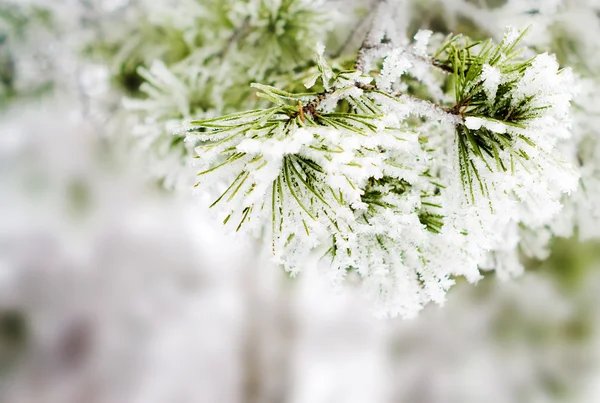 겨울의 배경 — 스톡 사진