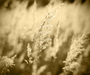 Grunge background of feather grass against sun clipart