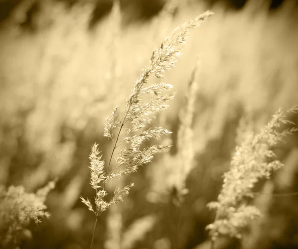 Grunge achtergrond van feather gras tegen zon — Stockfoto