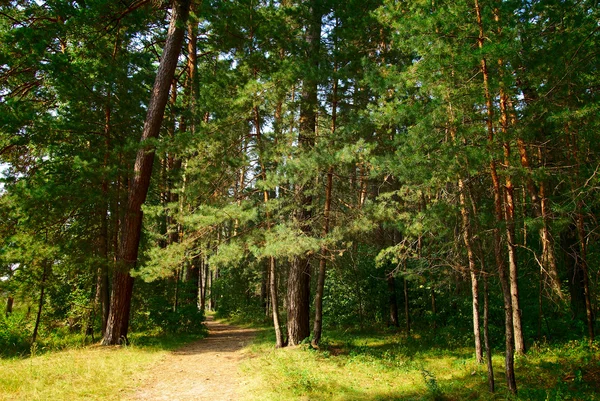 Passo a passo através de uma floresta verde com árvores velhas — Fotografia de Stock