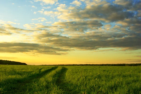 Трав'яне поле і драматичне небо на заході сонця — стокове фото