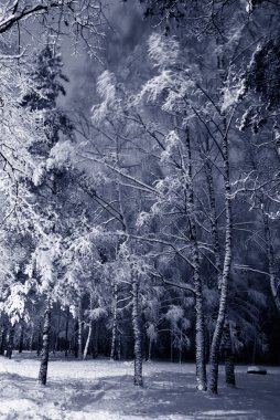 Winter night landscape clipart