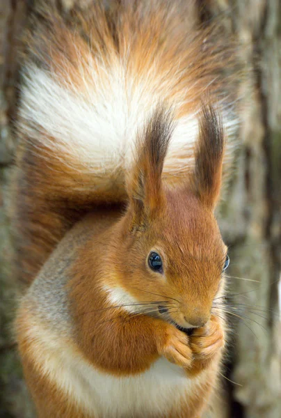 Eurasian red squirrel, Sciurus vulgaris — Stock Photo, Image