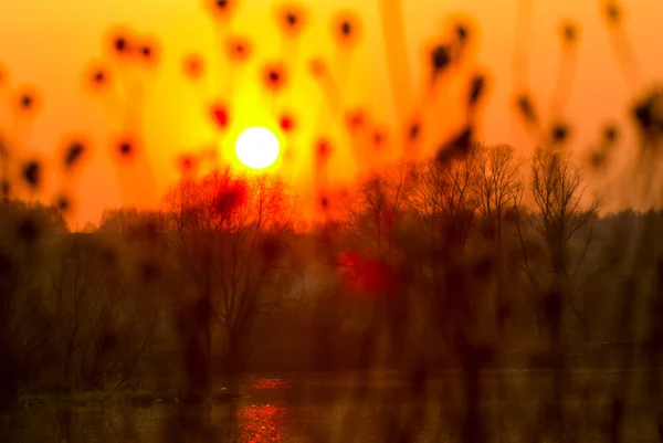 Закат пейзаж с солнцем над сухой травой — стоковое фото