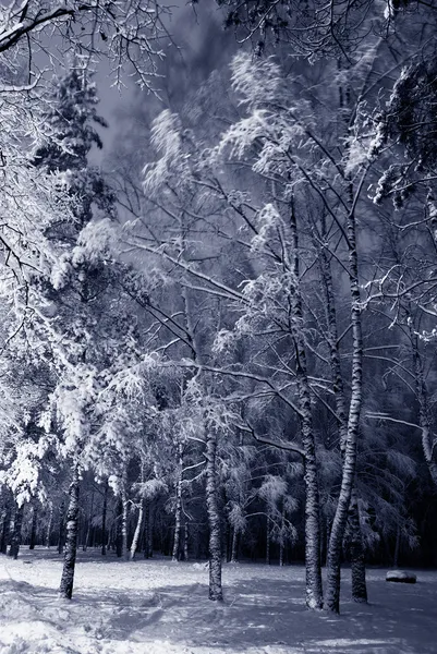 Зимовий пейзаж ніч Стокова Картинка