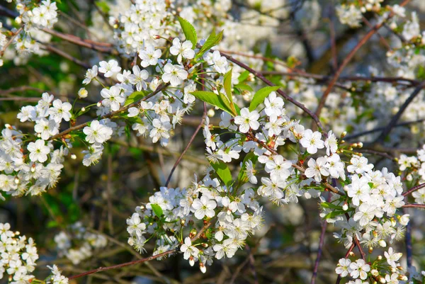 Güzel çiçek açan kiraz ağacı — Stok fotoğraf