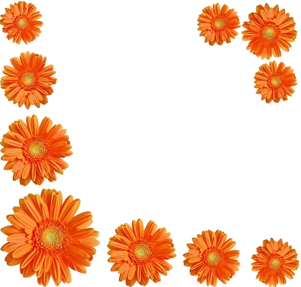 Orangefarbene Gerberblüten bilden einen Rahmen — Stockfoto