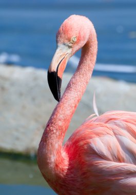 Pink flamingo portrait clipart