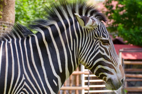 stock image Zebra Portrait