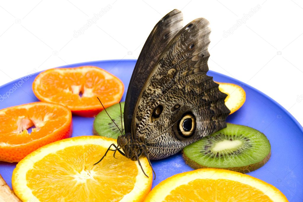 Owl butterfly eats fruits on a plate. Stock Photo by ©shaman1006 8419080