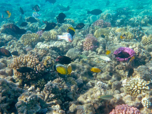 Trópusi halak és a korallzátonyok, a napfény — Stock Fotó
