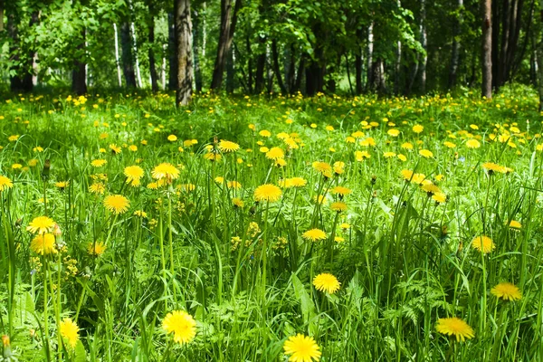 stock image Yellow spring flowers in the forest