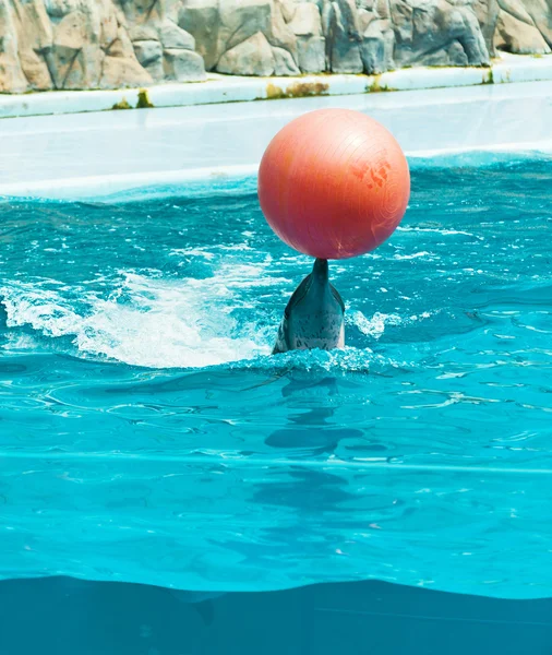 Дельфин играет с красным мячом — стоковое фото