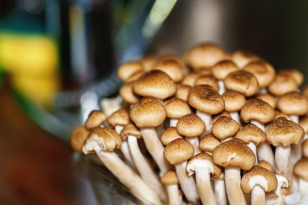 Осенние грибы — стоковое фото
