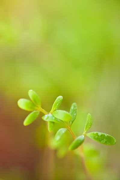 Mudas verdes — Fotografia de Stock