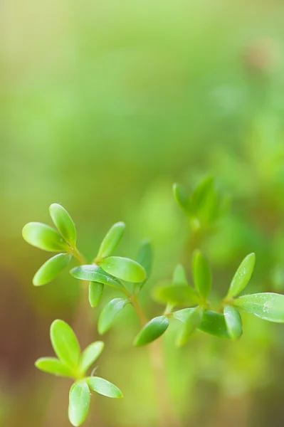Plántulas verdes — Foto de Stock